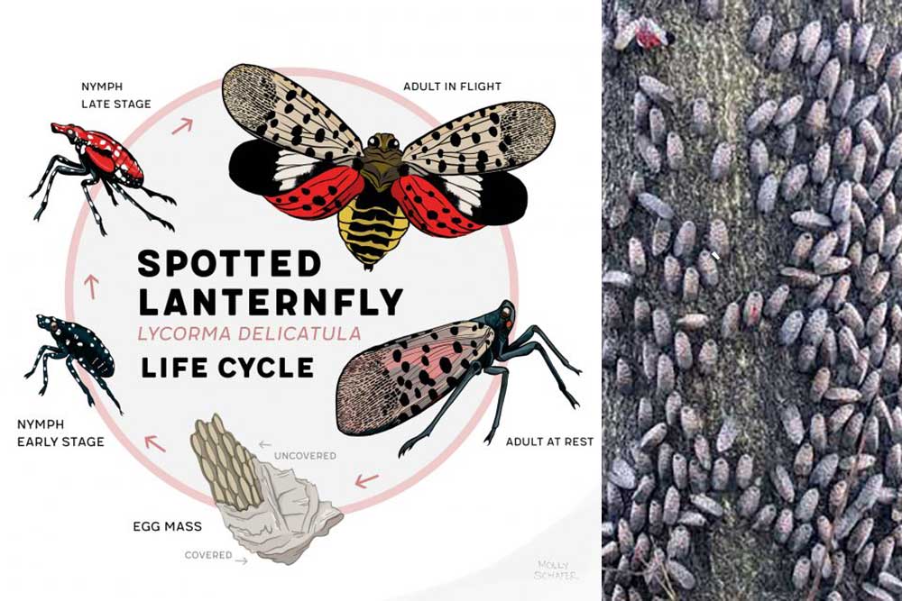 Lifecycle of The Spotted Lanternfly - ODLC